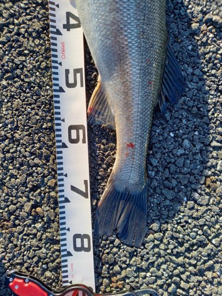 二日連続ランカーゲット