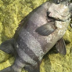 石鯛(特大)７１・５㎝