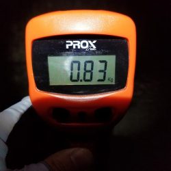 ナイトエギング♪