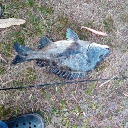 本日チヌ(クロダイ)釣れました