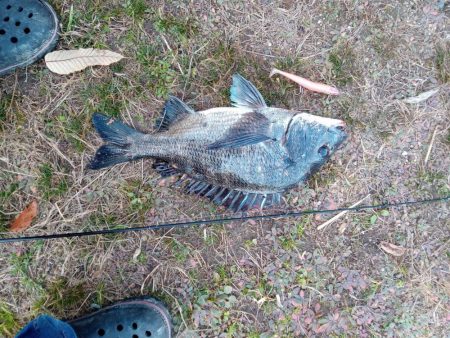 本日チヌ(クロダイ)釣れました