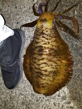 なんとか年内キロアップ！！