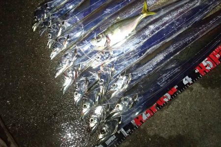タチウオ ツ抜け 今シーズン2回目