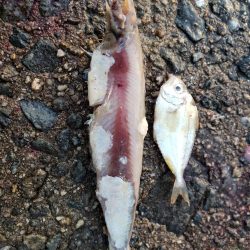 青物　メジロ75センチ