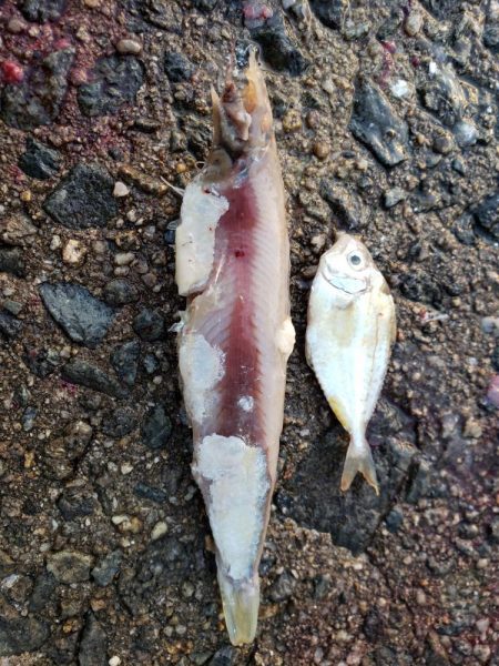 青物　メジロ75センチ