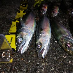 プチファミリーフィッシング　GAME