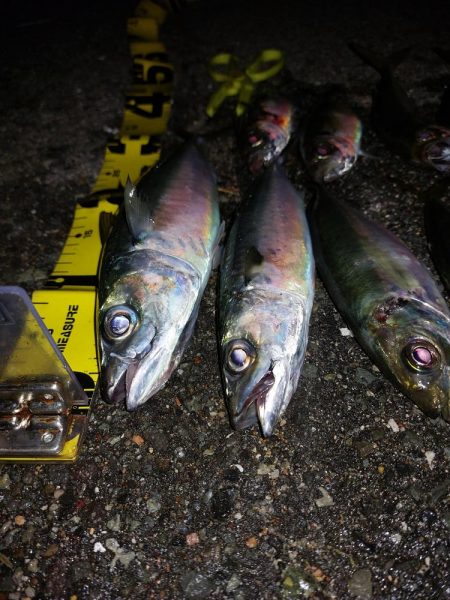 プチファミリーフィッシング　GAME