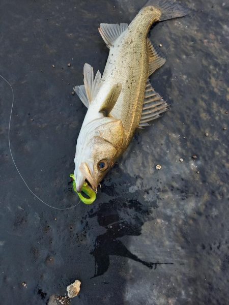 寄り道５分釣行