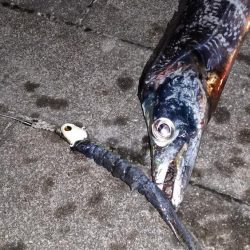 爆風南港タチウオ