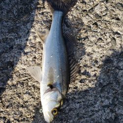 セイゴ爆釣 ボイル祭り