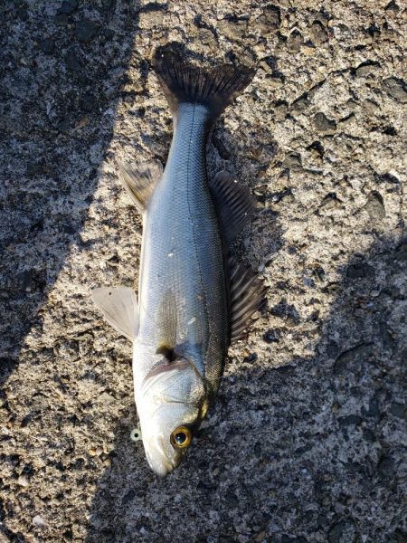 セイゴ爆釣 ボイル祭り