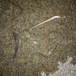 ぶっこみあなご