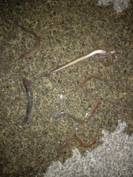 ぶっこみあなご