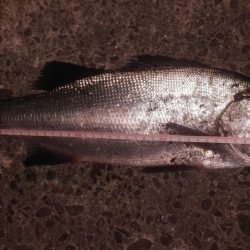 夕マヅメ狙いでのヒラスズキ