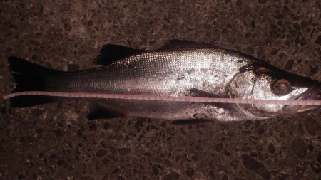 夕マヅメ狙いでのヒラスズキ