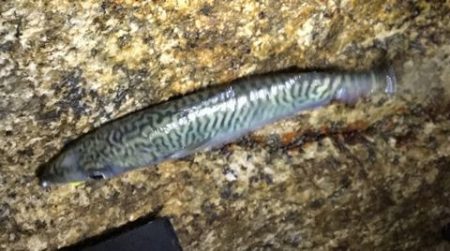 メバリングで・・・