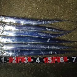 意外と高活性なタチウオ