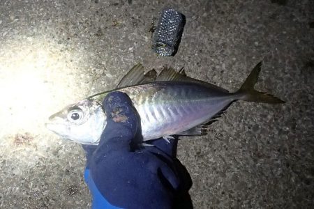 よせばいいのに・・・強風下・・・やらかした