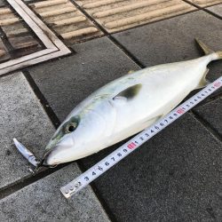 ハマチ47cm 1匹