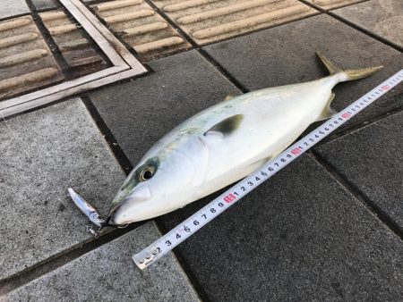 ハマチ47ｃｍ　1匹