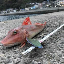 ホウボウ50ｃｍ　1匹