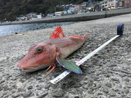 ホウボウ50ｃｍ　1匹