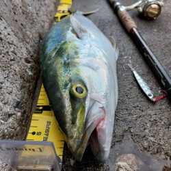 プチsalt water game