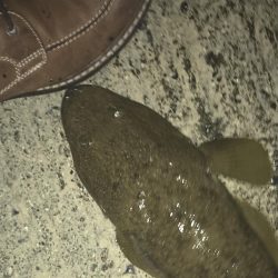 メッキ釣れずに暴れん坊