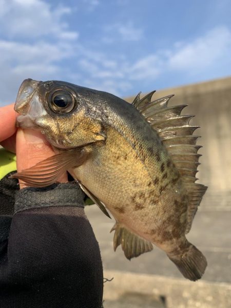 納竿釣行>* ))))><