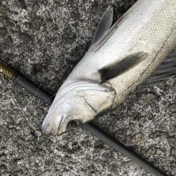 マイクロパターン