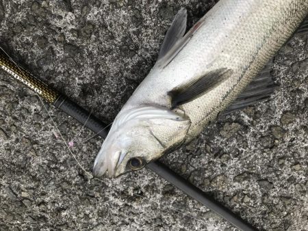 マイクロパターン