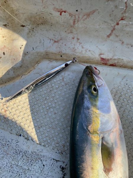 ハマチ　まだまだ湧いてます