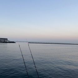 クリスマスカレイを狙いに