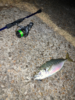 青物の引きでした