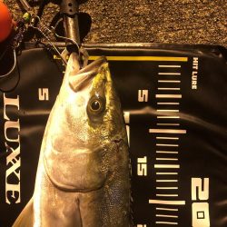 シーバス狙いでメジロ