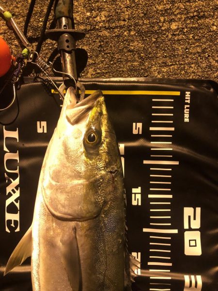 シーバス狙いでメジロ