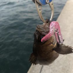 メバルにもダイソーVJ