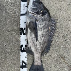 イチノ兄弟、釣果！