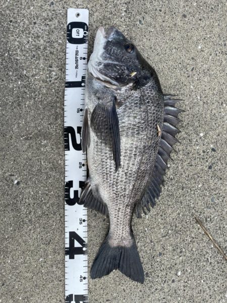 イチノ兄弟、釣果！