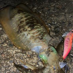 月夜のナイトエギング!3連発からの1発 合計1810キロ