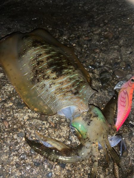 月夜のナイトエギング!3連発からの1発 合計1810キロ