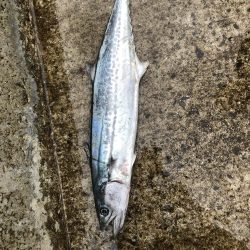 まだまだ続いてました!