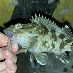半田緑地でアナゴ釣り