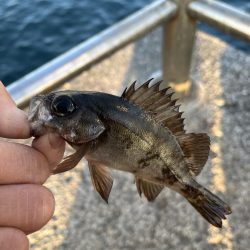 イワシっ子その2