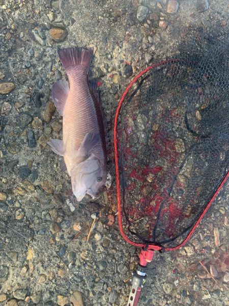 タンコブゲーム