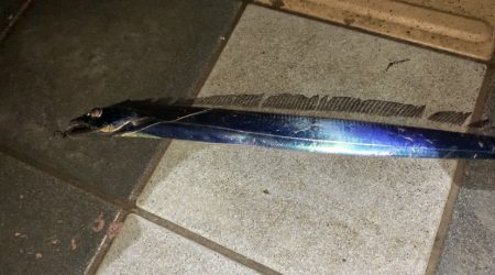 まだタチウオ釣れます！