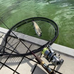 かめプー　本年最終日