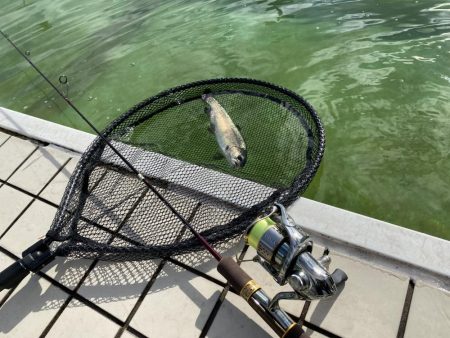 かめプー　本年最終日