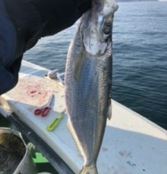 三邦丸早朝便アジサバ　ヒラ？