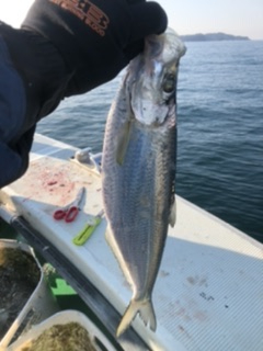 三邦丸早朝便アジサバ　ヒラ？